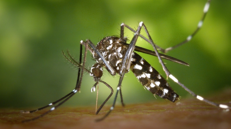 https://newsfirstprime.com/wp-content/uploads/2023/10/Mosquitoes-New-Image.jpg