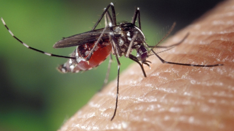 https://newsfirstprime.com/wp-content/uploads/2023/11/Zika-Virus-Mosquito-New-Image.jpg