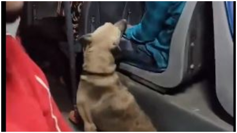 https://newsfirstprime.com/wp-content/uploads/2023/12/Stray-Dog-in-BMTC-Bus.jpg